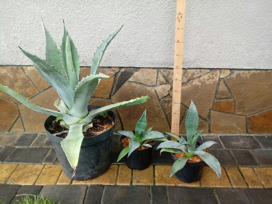 Агава американська