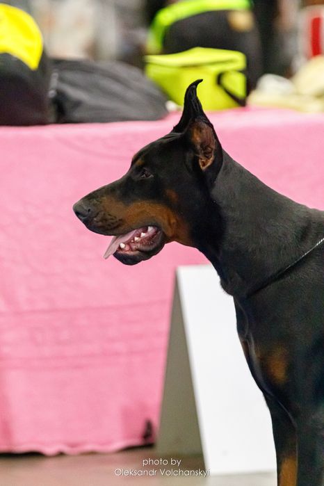Вязка Доберман КСУ FCI