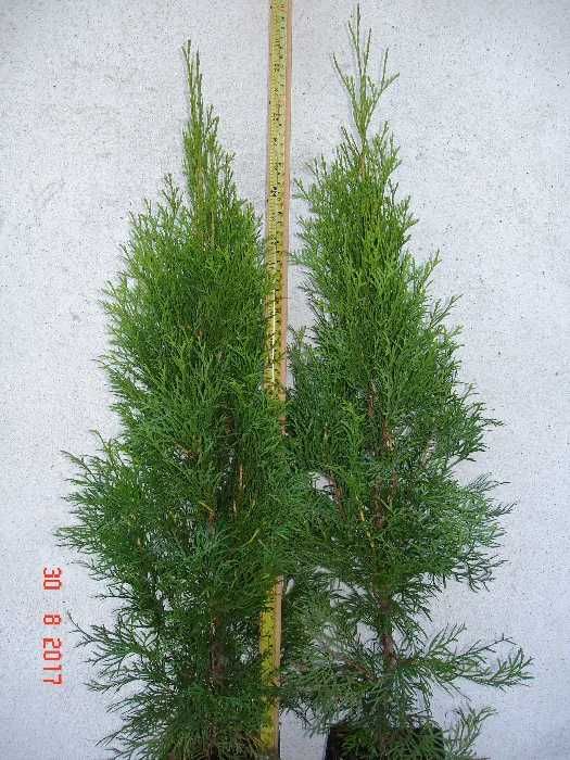 Tuja Szmaragd, Thuja Szmaragd 11 zł