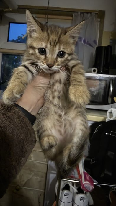 Продам  кошенят