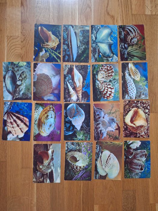 Листівки, ракушки, молюски, ціна за всі