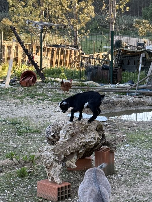 Cabrito anão novo