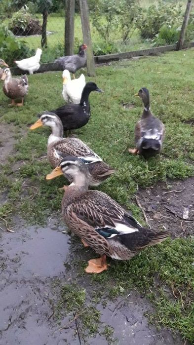 Kaczki staropolskie  okazja jaja lęgowe zielononóżki