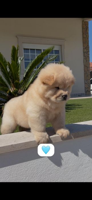 Chow chow macho..