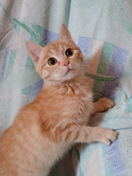 Кицька, кошеня, кіт