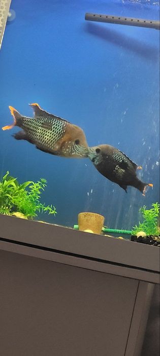 Акара бірюзова (мальок)