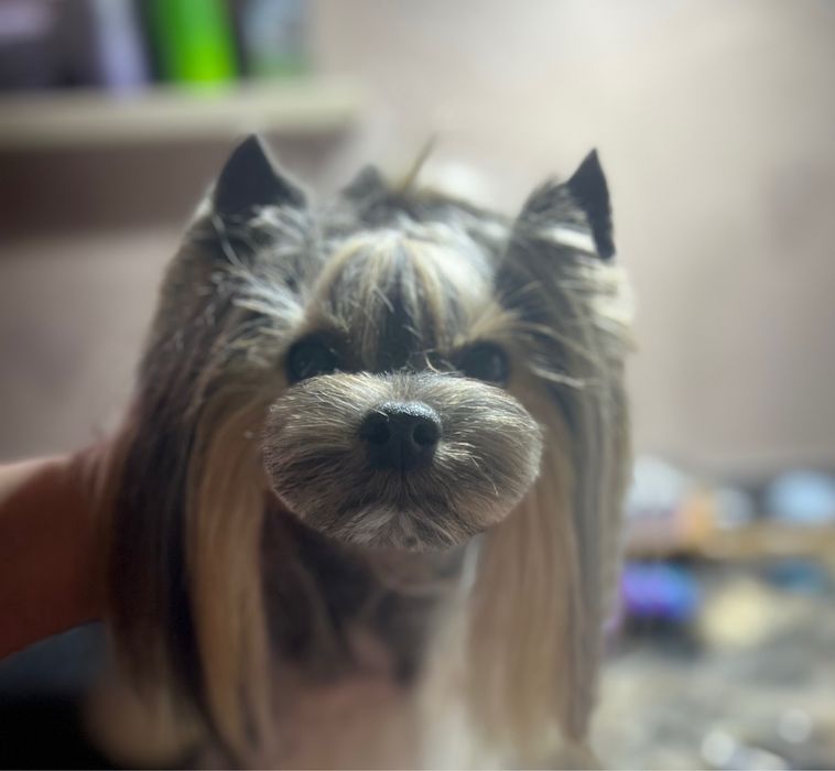 Кобель йорк для вязок