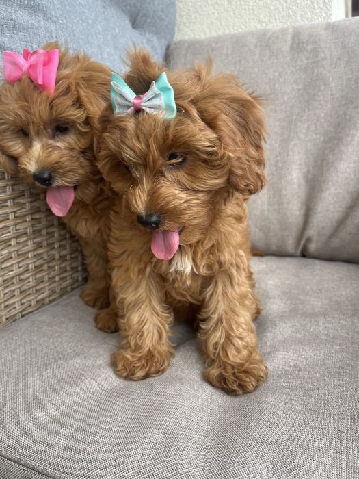 Suczka cavapoo gotowa do odbioru