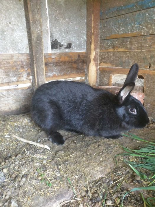 Продаем кролей 7-9 месяцев