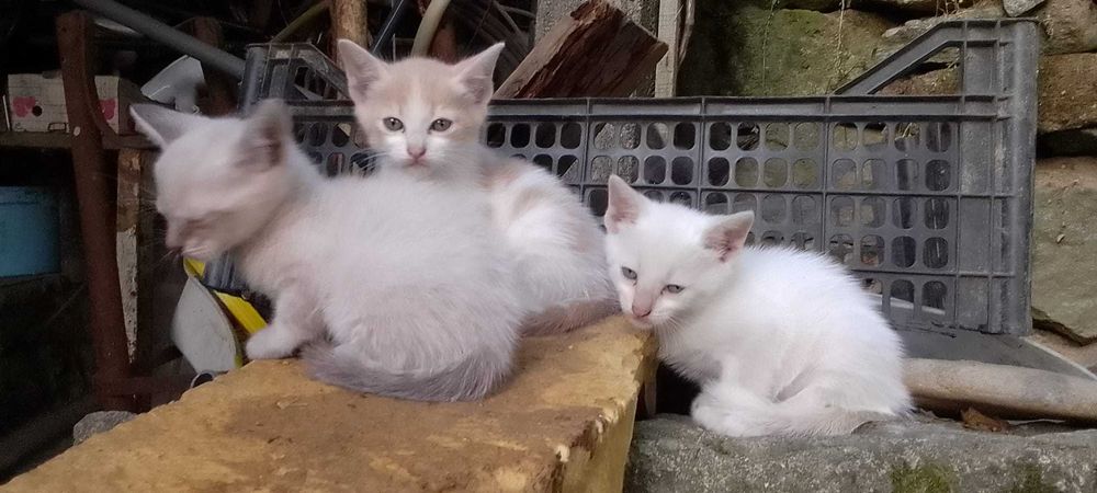 gatinhos bebés super meiguinhos