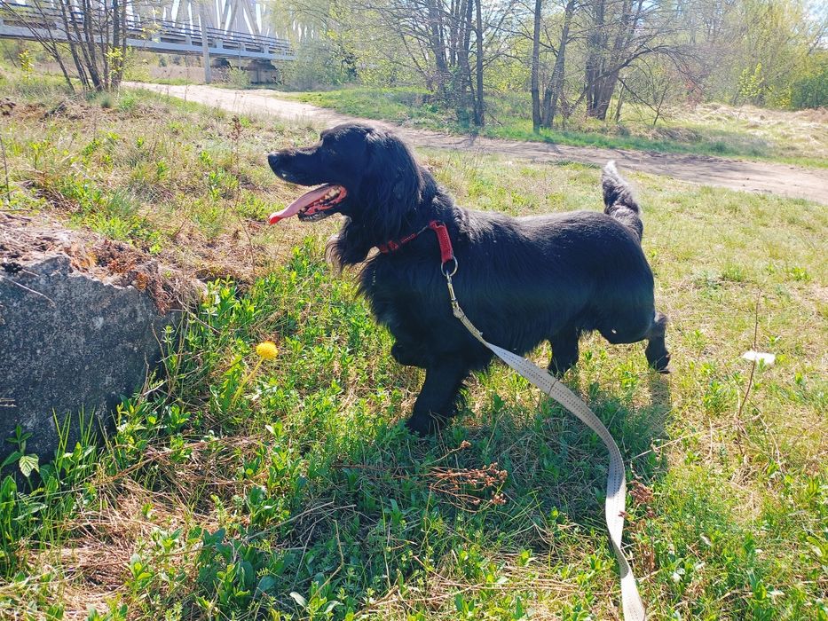 Jackie- piękny pies z bardzo smutną przeszłością