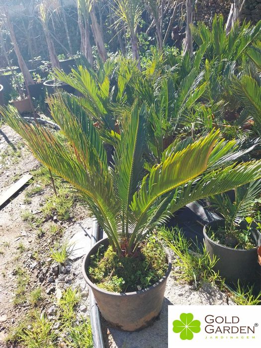 Syccas de vários tamanhos!!