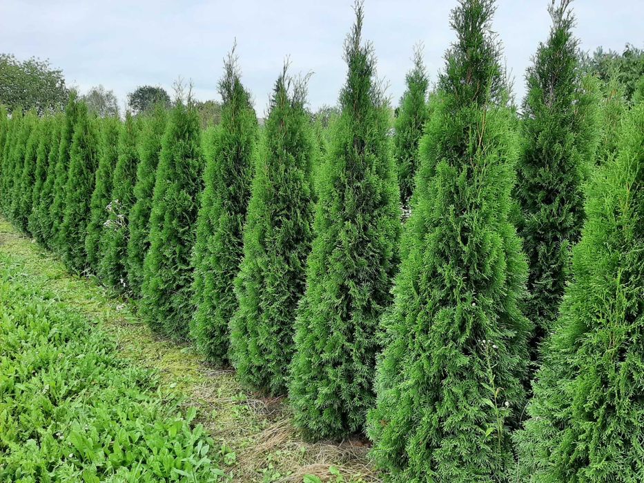 tuja tuje Szmaragd szmaragdowa 250-270 cm