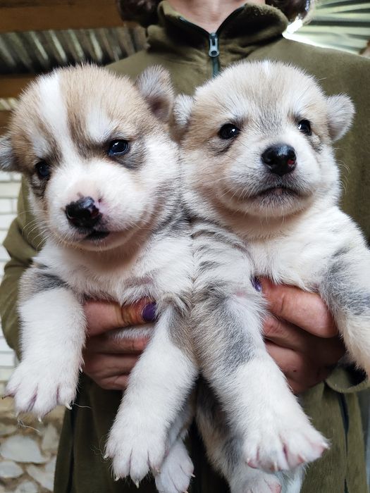 Классные, породные