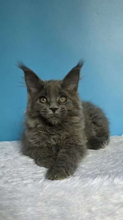 Голубая девочка мейн кун