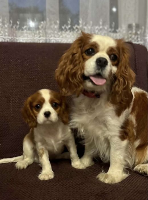 Cavalier King Charles Spaniel suczka