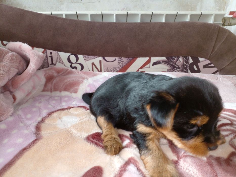 Гарні цуценята чекають дбайливих господарів