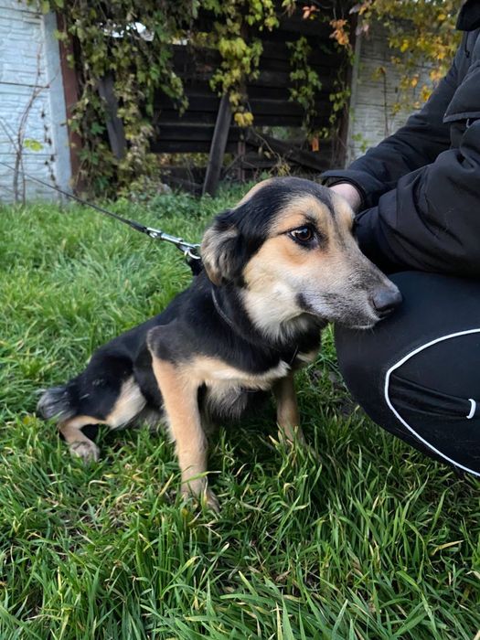 Ніжна дівчинка у пошуку дому !