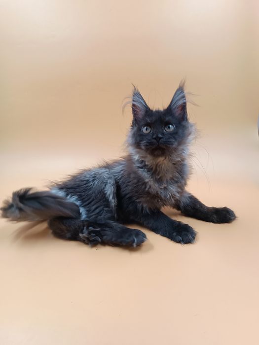 Чудова дівчинка Verra