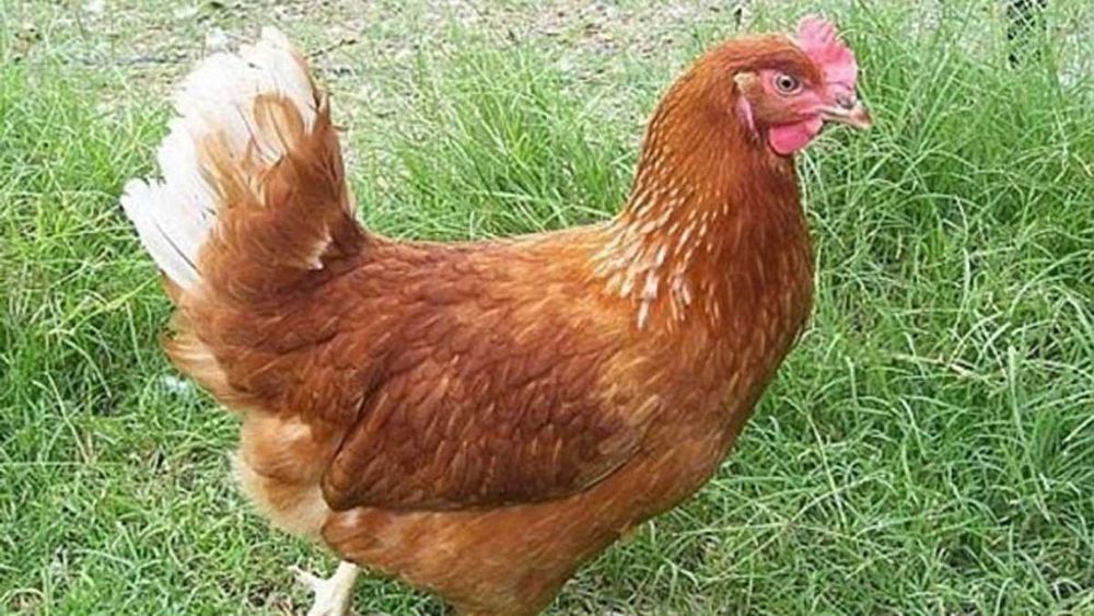 кури породи і Ломан,- Браун. -250 грн