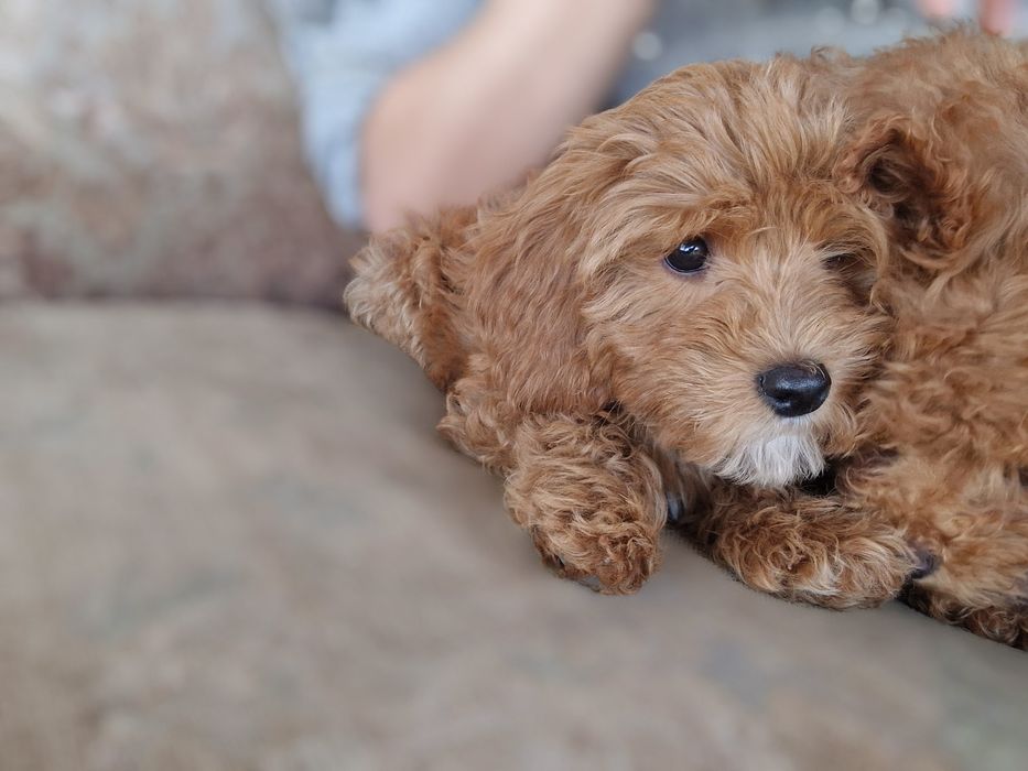Cavapoo cudny chłopiec