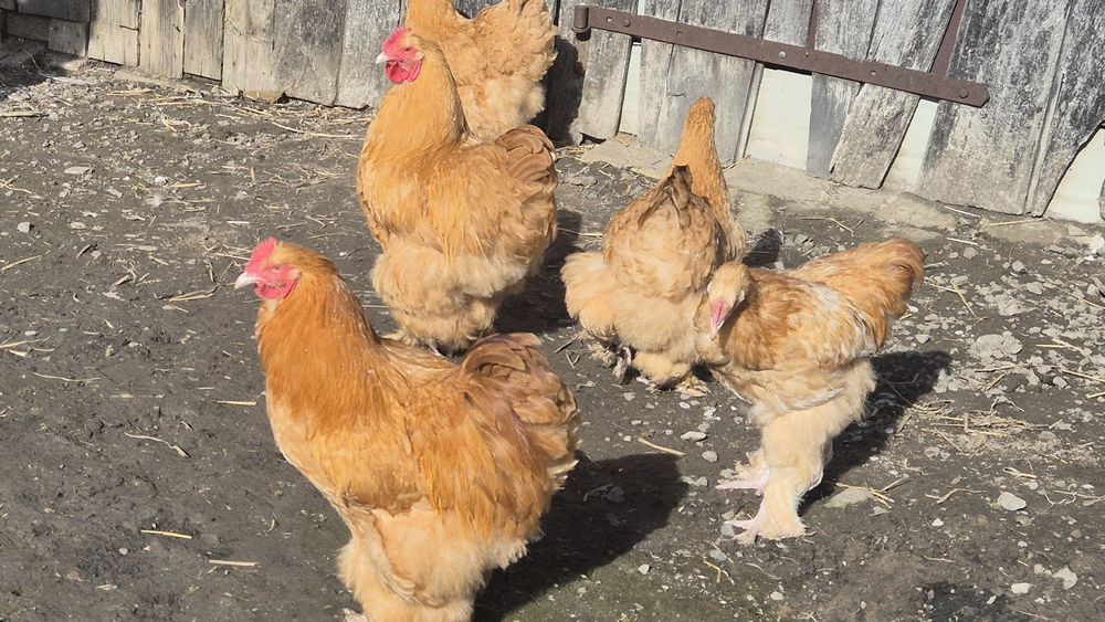 Koguty Kochin Olbrzymi