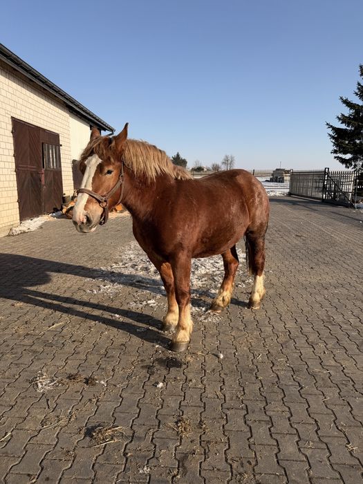 Klacz Sztum 100% dopłatowa „Geny”