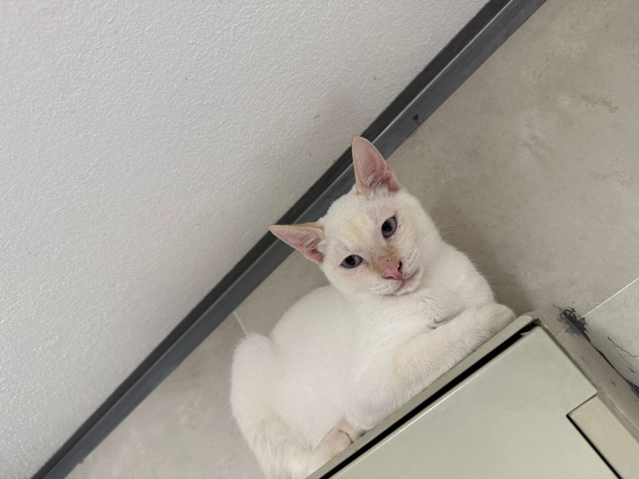 Fabrício, para adoção