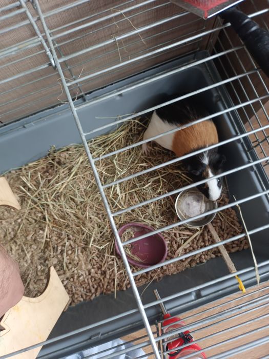 Oddam za darmo swinke morska samiczkę