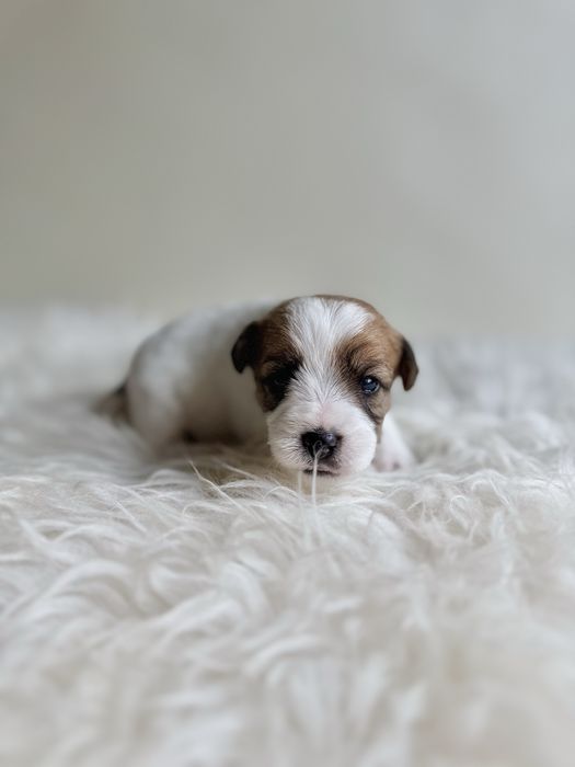 Jack Russell Terrier - piesek z rodowodem FCI