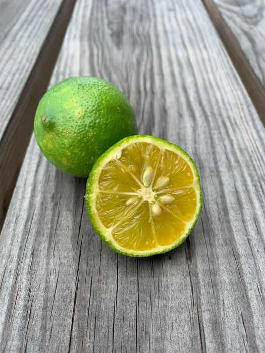 Lima ou limão Taiti