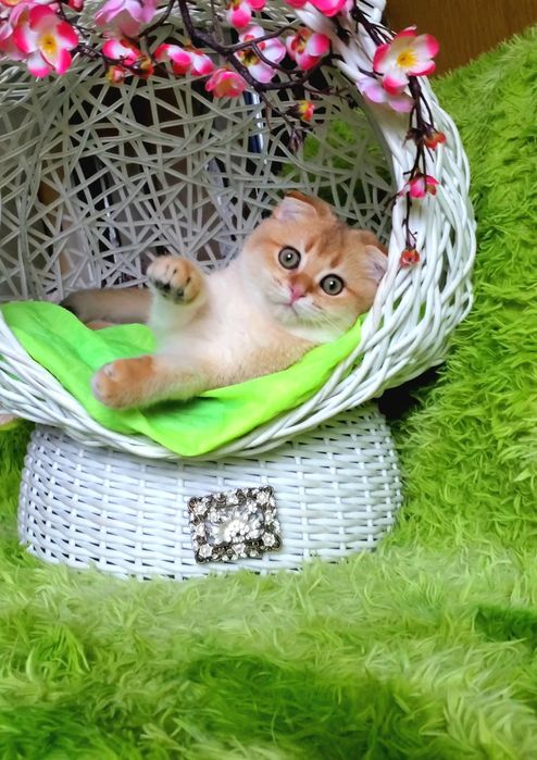 Дасковые и ручные котята. Золотая шиншилла,  тикированные.