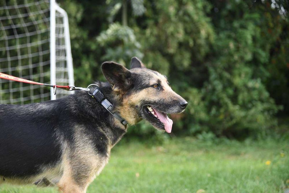 Korba - suczka w typie owczarka szuka domu