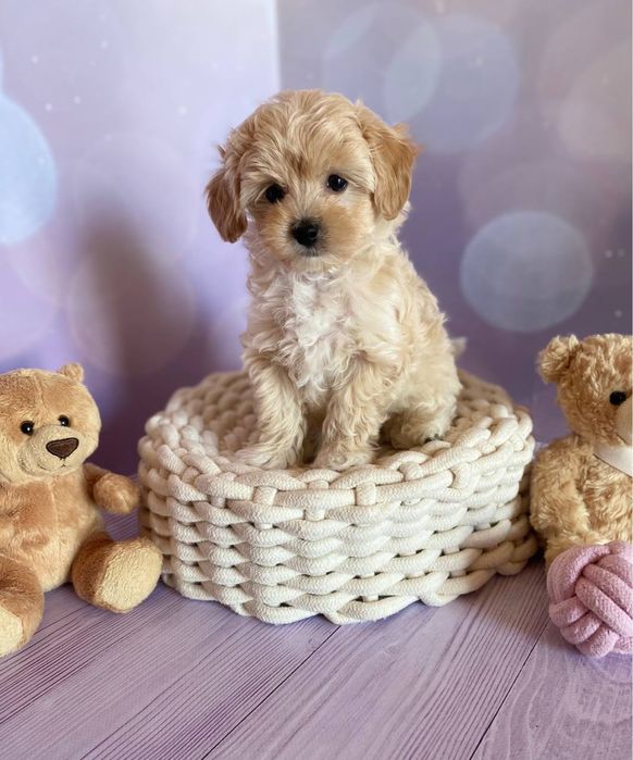 Короткий носик мини малыш Мальтипу Ф1 !!!