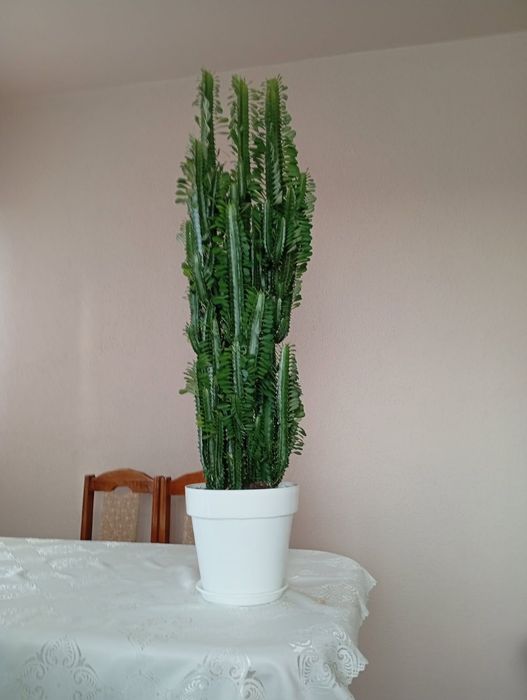 Kwiat doniczkowy Wilczomlecz