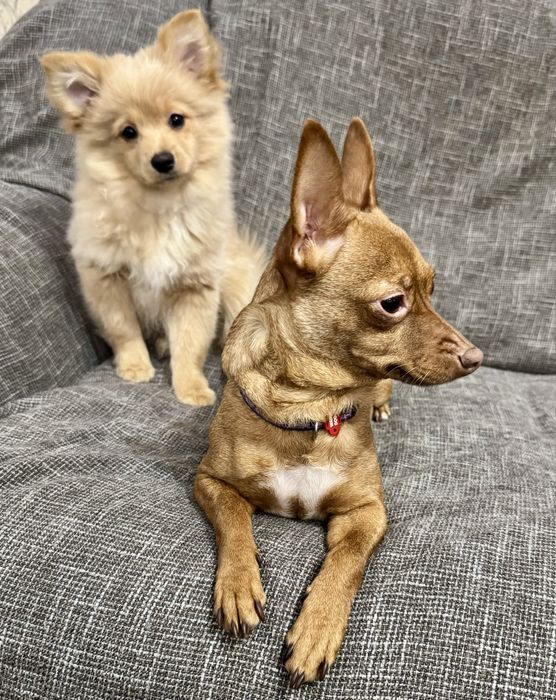 Пропонується 3 хлопчики.