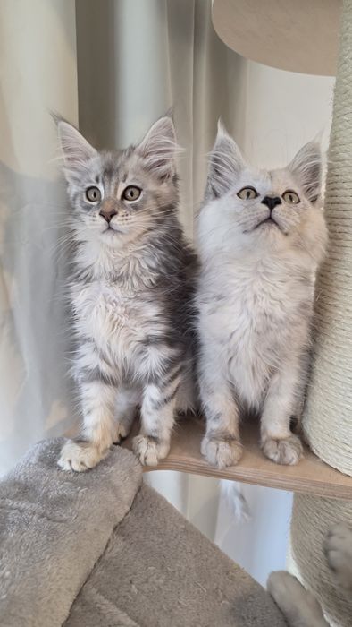 Kotki WCF FPL  Maine coon shaded