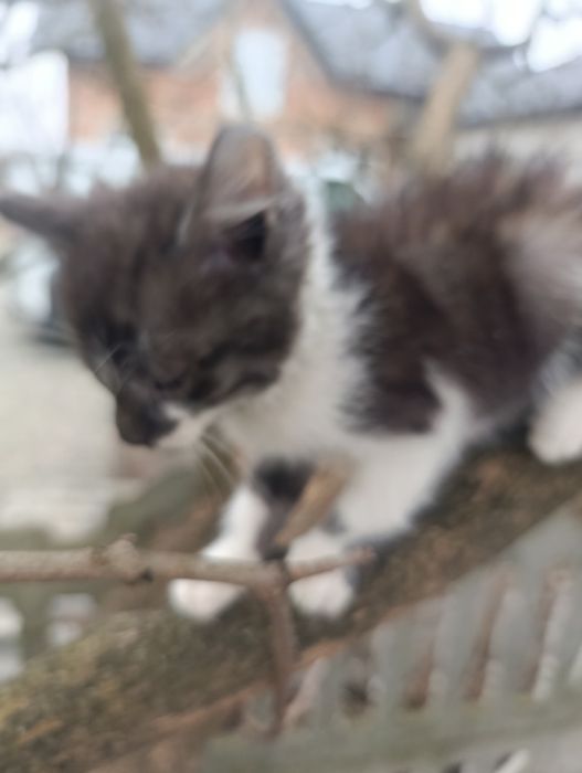 Кошенята шукають сім'ю