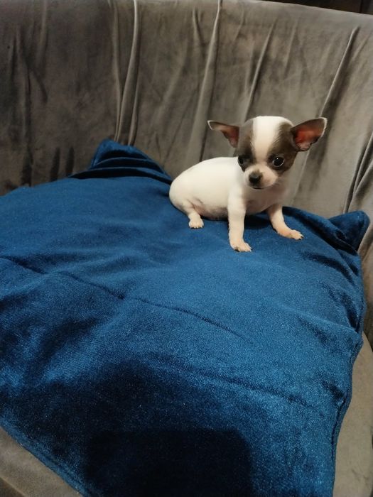 Chihuahua śliczny mini piesek !