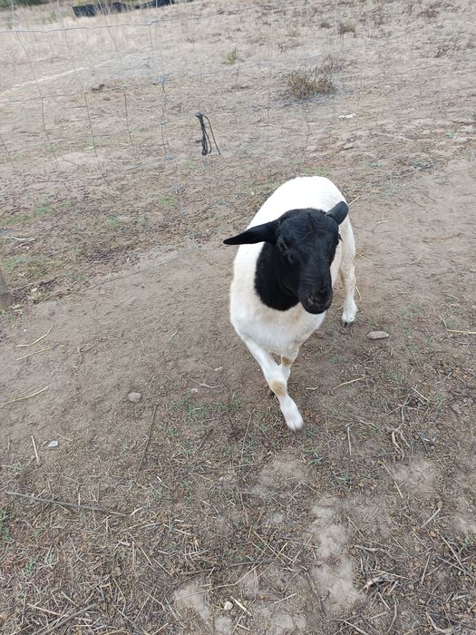 Borregos Dorper. Alta genética.