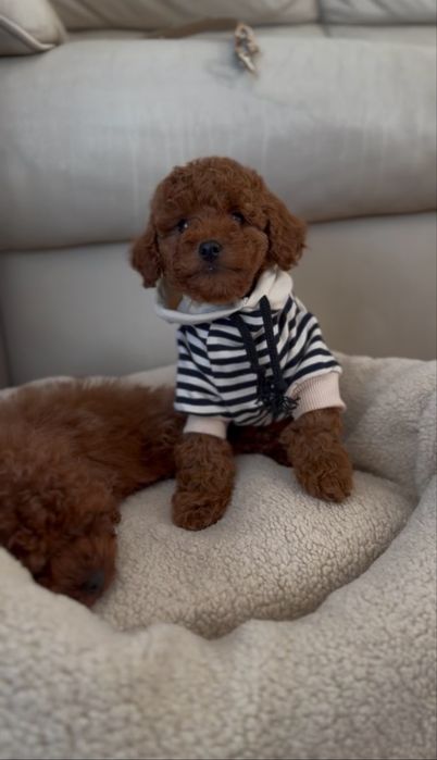 Poodle red brown
