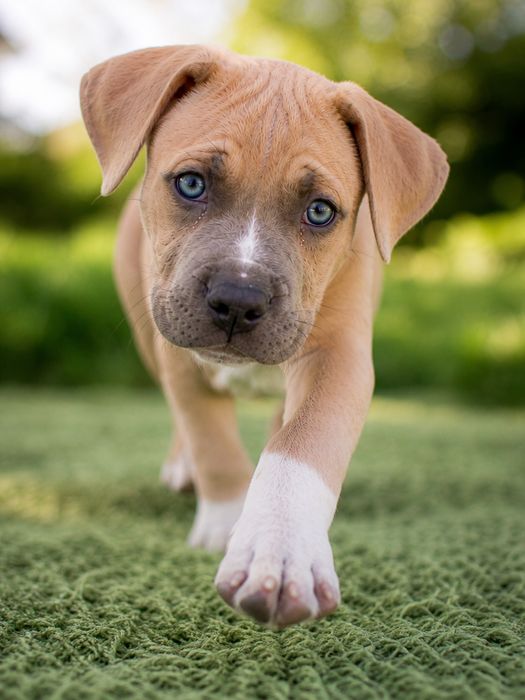 Mega rodzinna i oddana suczka Amstaff!