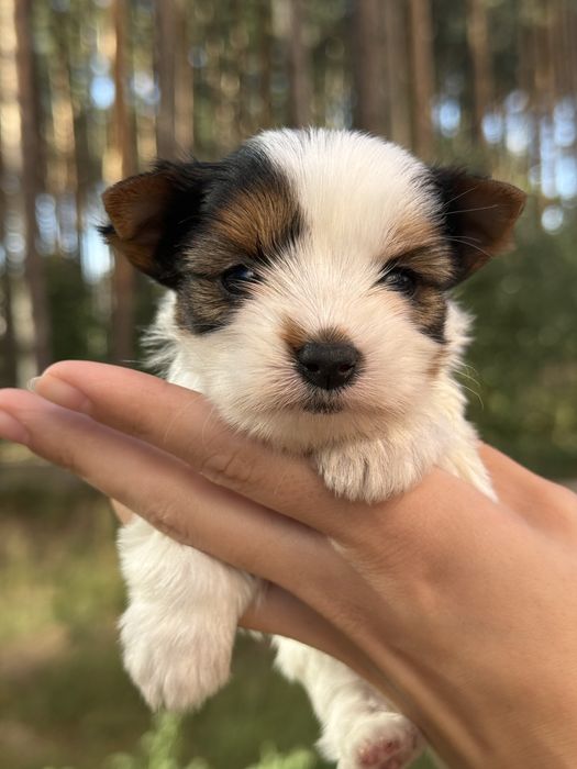 Елітна дівчинка бівер з документами КСУ/FCI