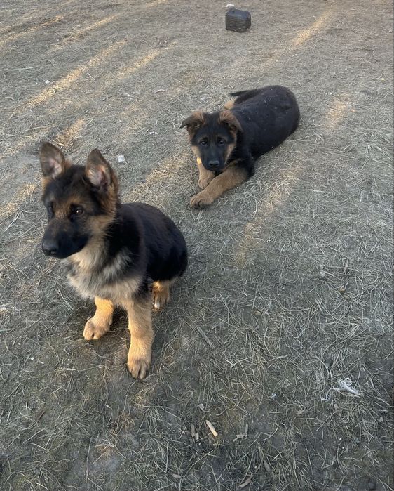 Szczeniaki Owczarek niemiecki ZkwP