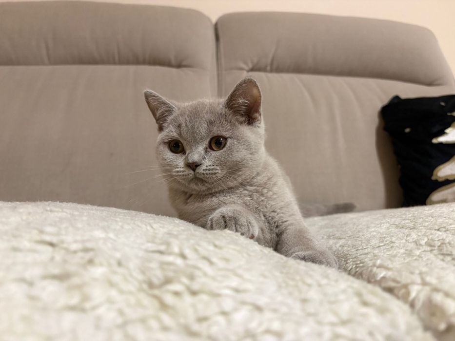 Kocurek brytyjski FPL