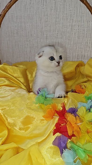 Вислоухие серебристые шиншиллы