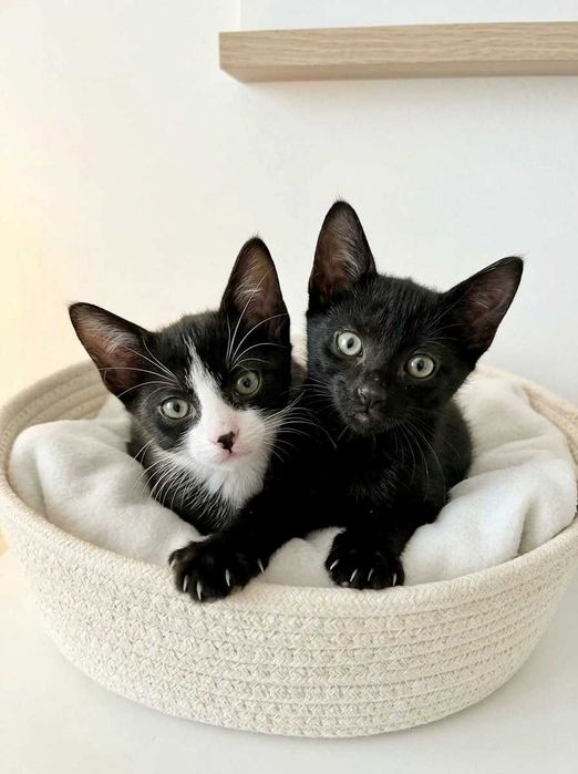 Setúbal / Margem Sul / Lisboa — HAPPY + DOPEY, gatinhos para adoção conjunta
