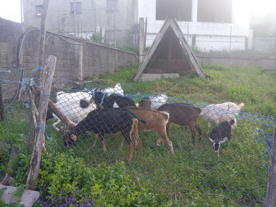 Cabras novas penhas