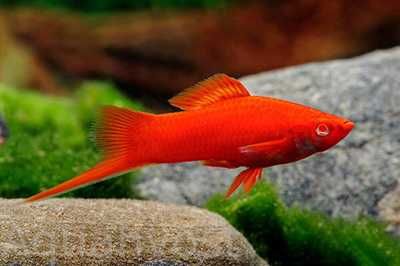 пецилия микки маус, креветка и сапфировый попугай