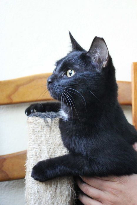 CASTRADO | Gato juvenil disponível para adoção responsável